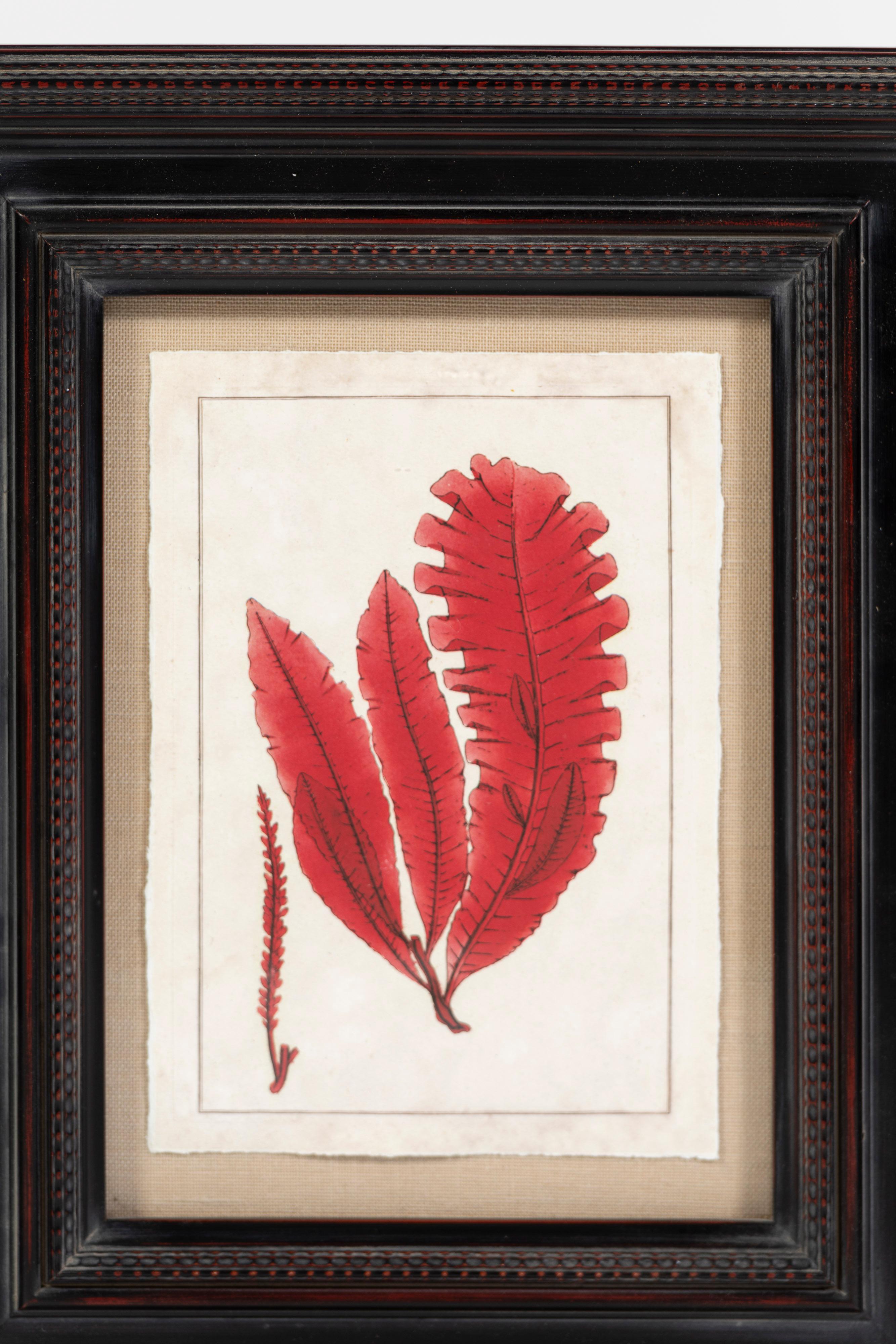 Impression moderne d'algues dans des tons vifs de rouge, montée et joliment encadrée. Cinq pièces uniques sont disponibles pour être placées individuellement ou en groupe. Une jolie touche botanique pour une salle de bain ou un chalet.