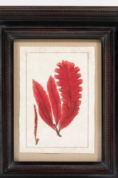 Modern Red Seaweed Print, Framed, 20th Century, USA