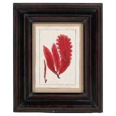 Stampa moderna di alghe rosse, con cornice, 20° secolo, USA