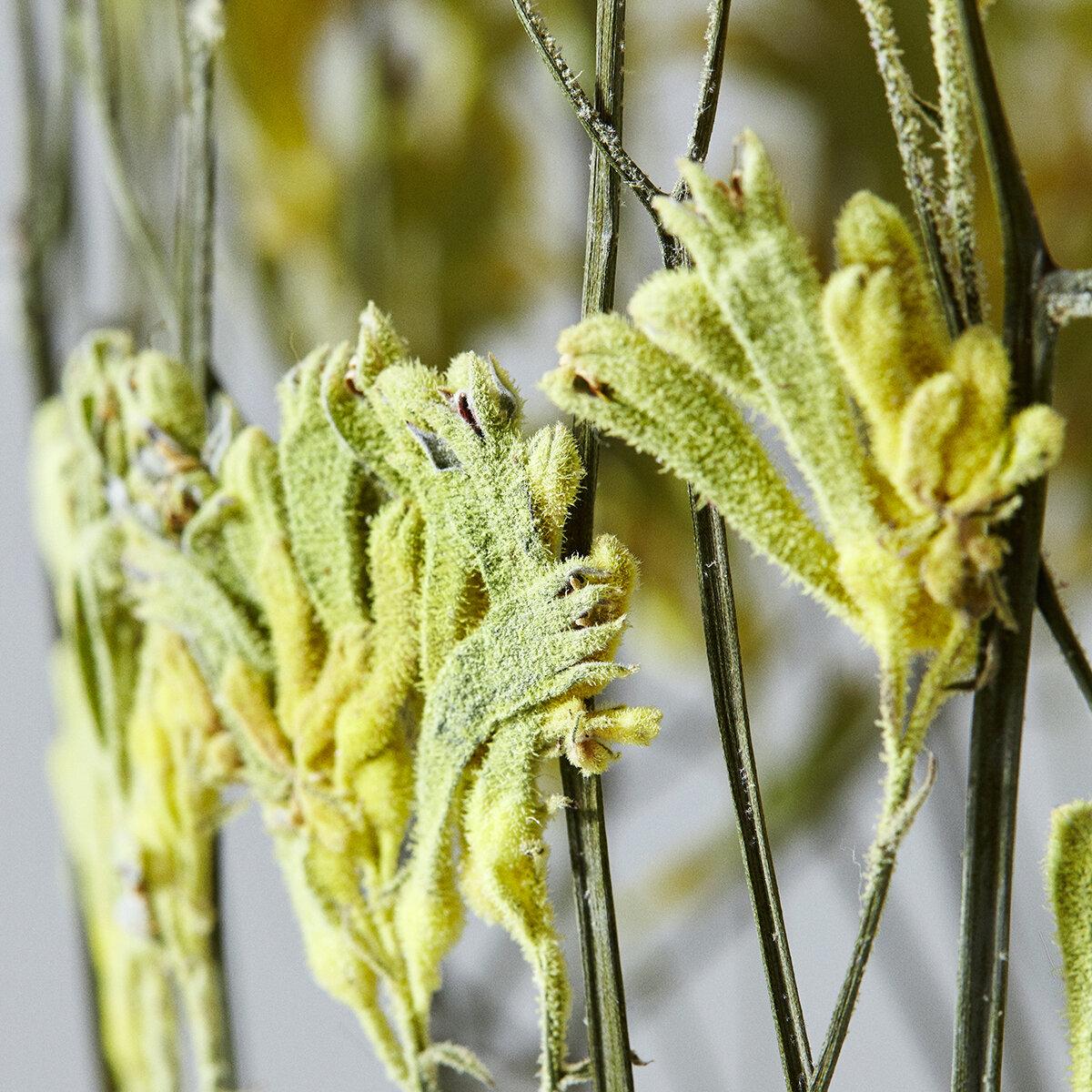 modern dried flowers