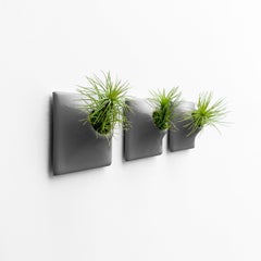 Modern Gray Wall Planter Set, Air Plant Holder, Moss Wall Art, Node 3" X Small D