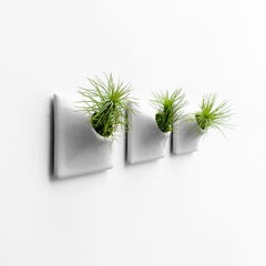Modern Gray Wall Planter Set, Air Plant Holder, Moss Wall Art, Node 3" X Small L