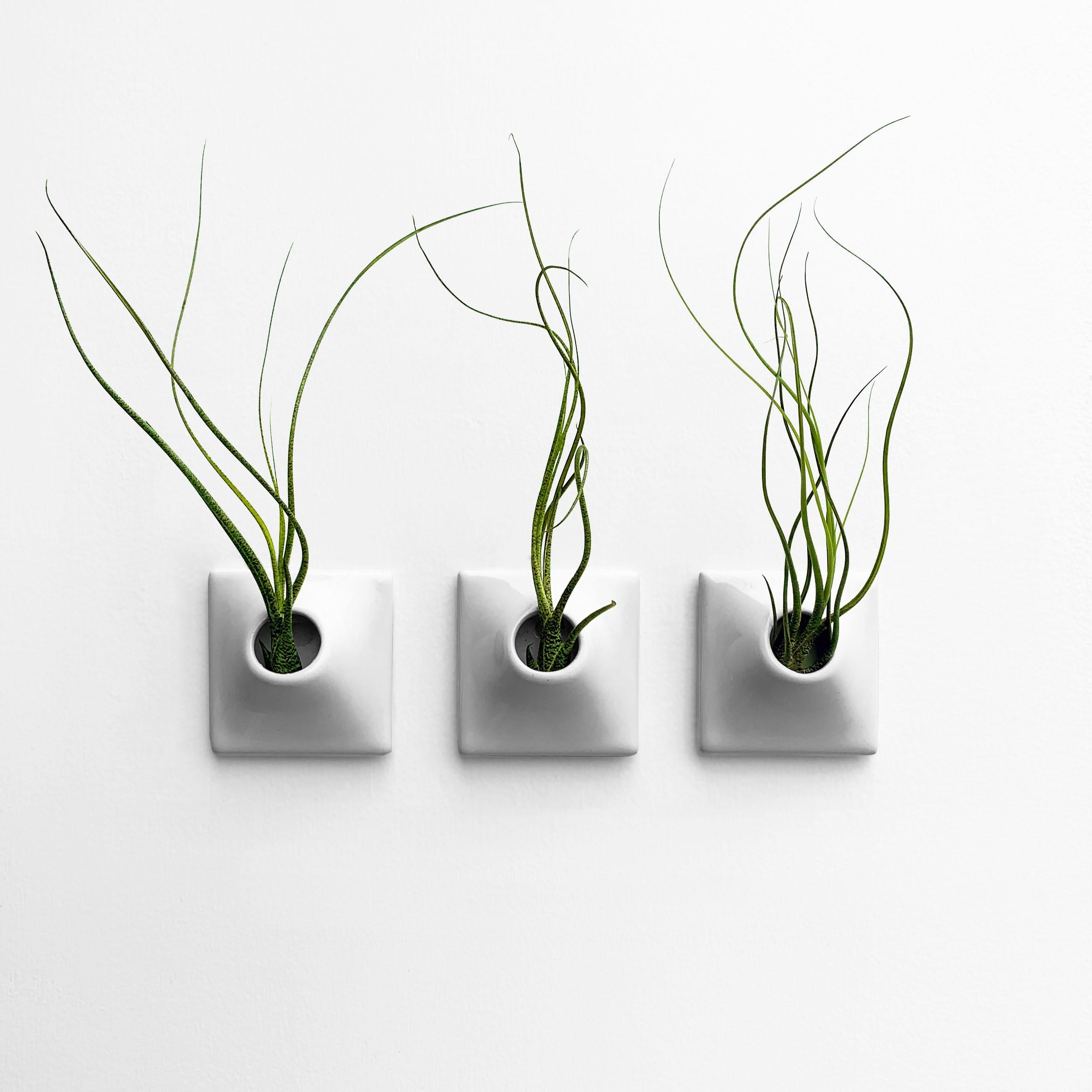 Glazed Modern Gray Wall Planter Set, Air Plant Holder, Moss Wall Art, Node 3