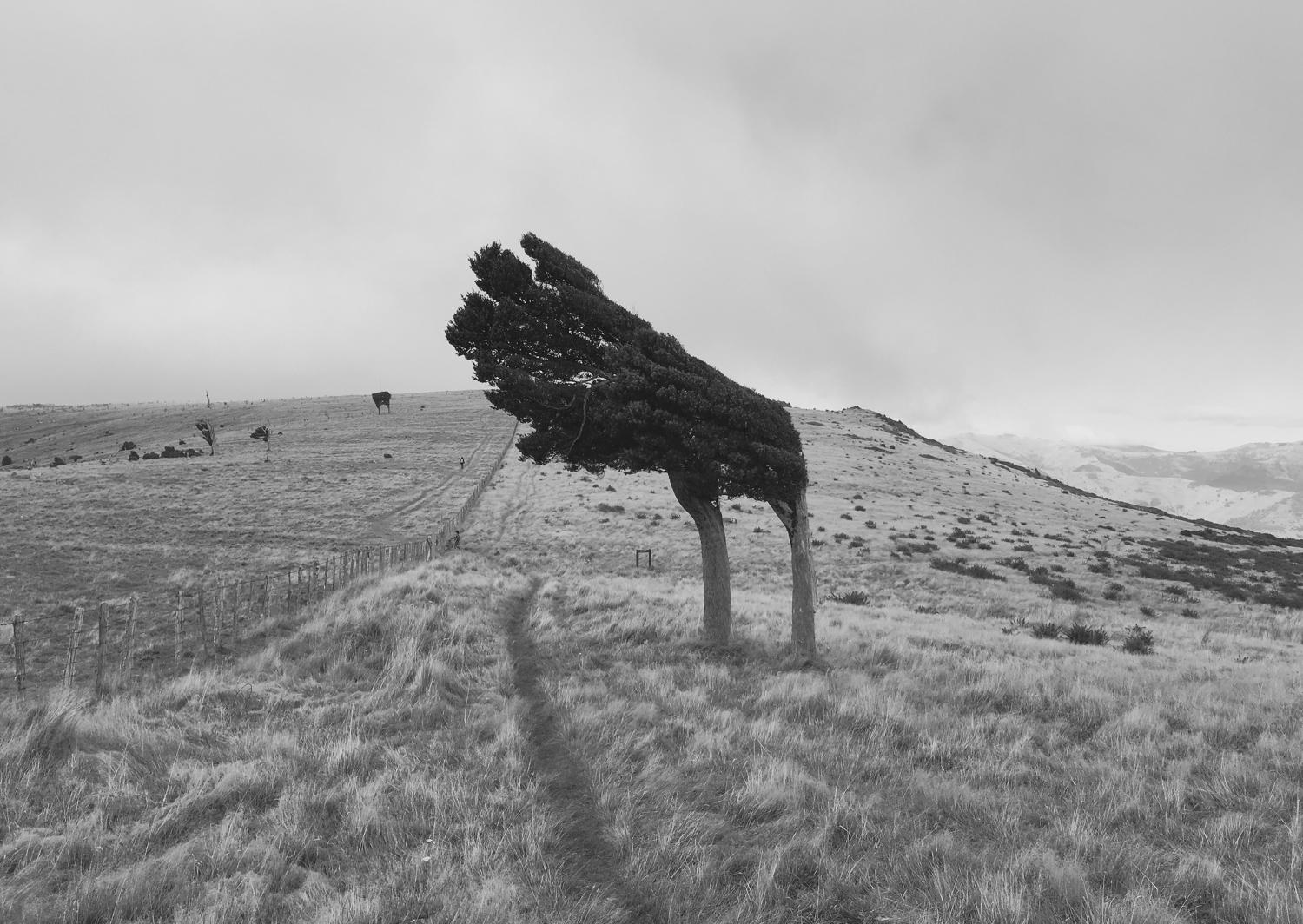 Modern ‘Windswept’ Floor Lamp Sculpture in Sustainable Ancient Wood and Stone 5