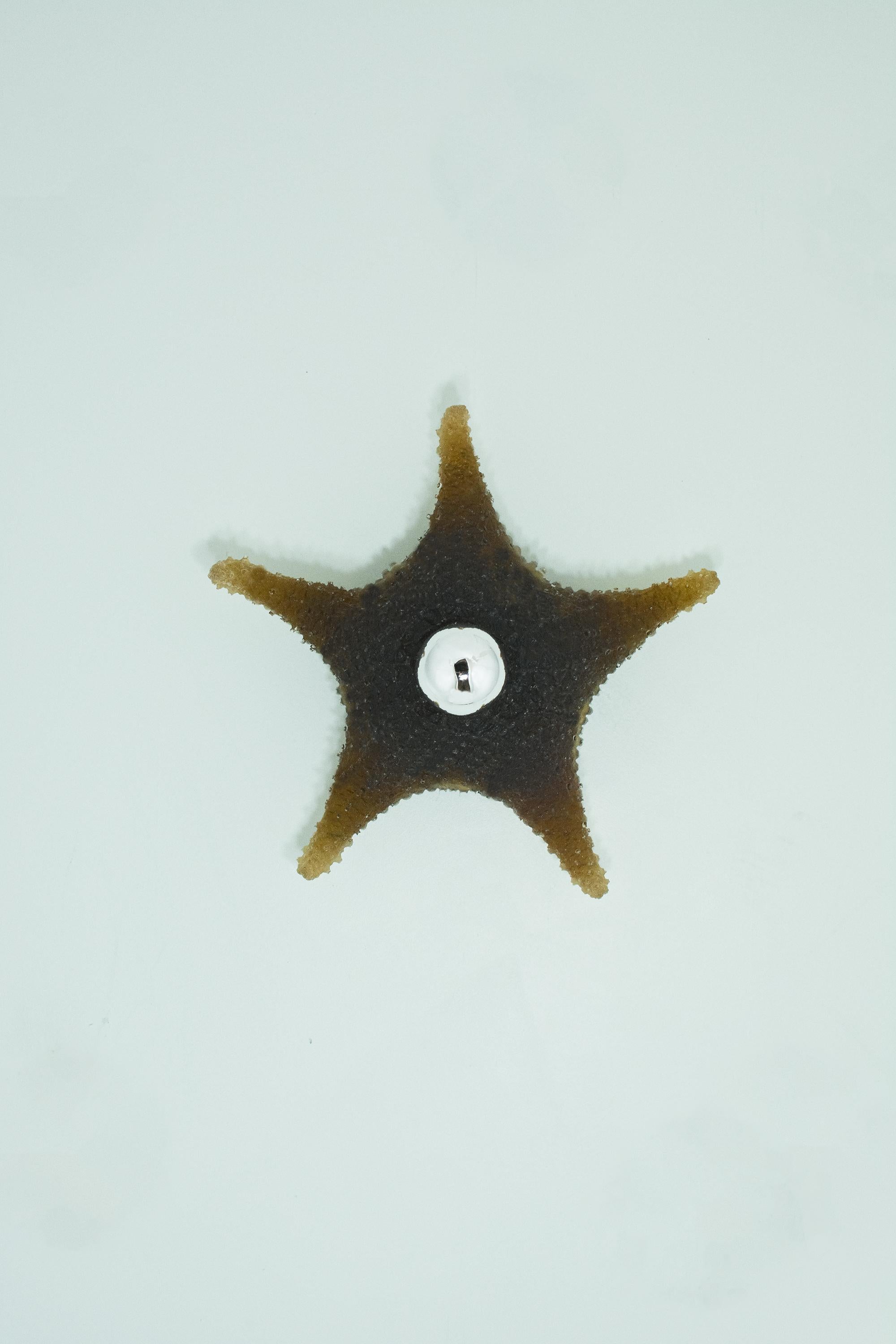 Aplique de pared modernista de estrella de mar de resina de color marrón caqui by Tennant New York Vaciado en venta