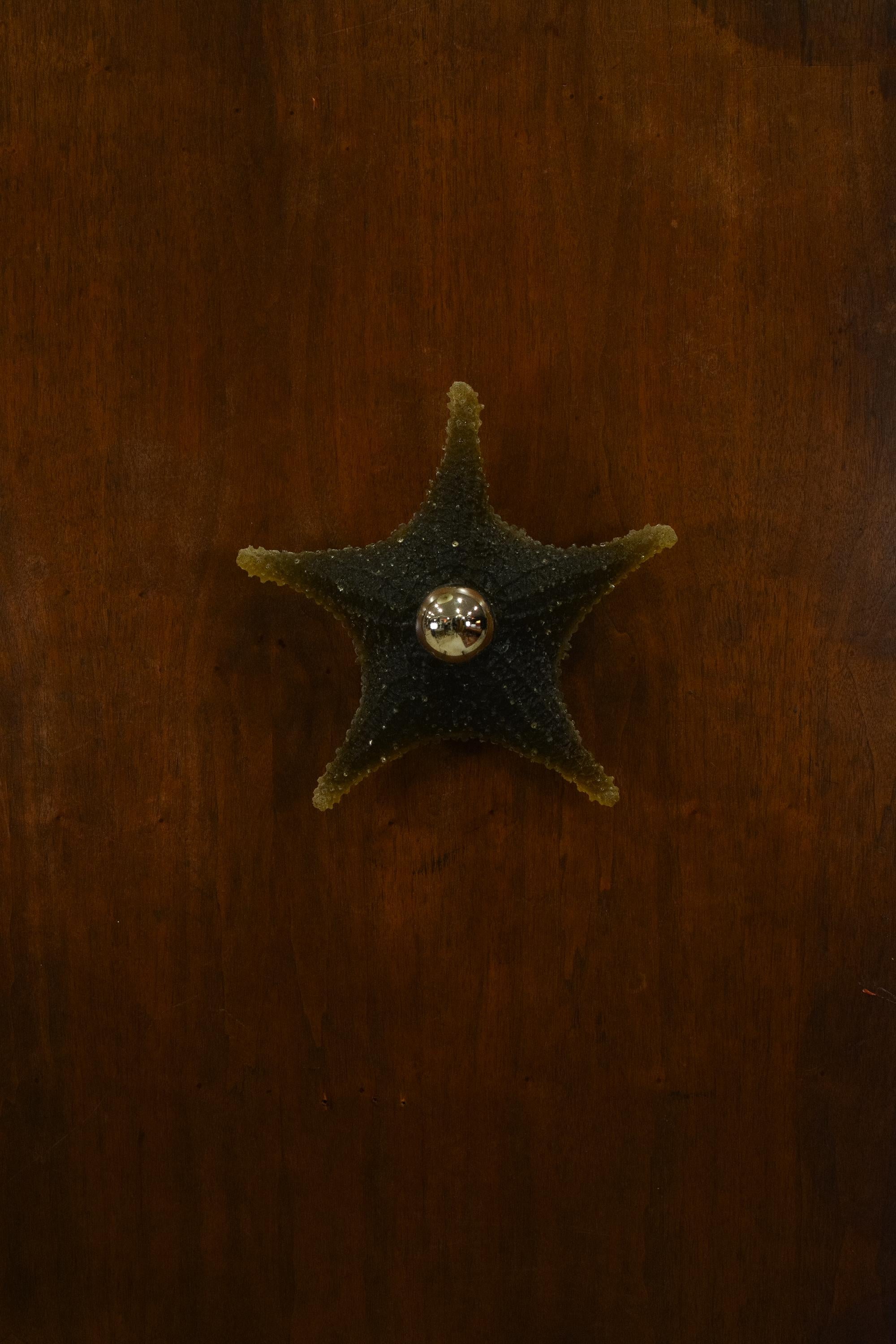 Aplique de pared modernista de estrella de mar de resina de color marrón caqui by Tennant New York Ónix en venta