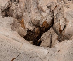 Modernist Driftwood Stump Low Table