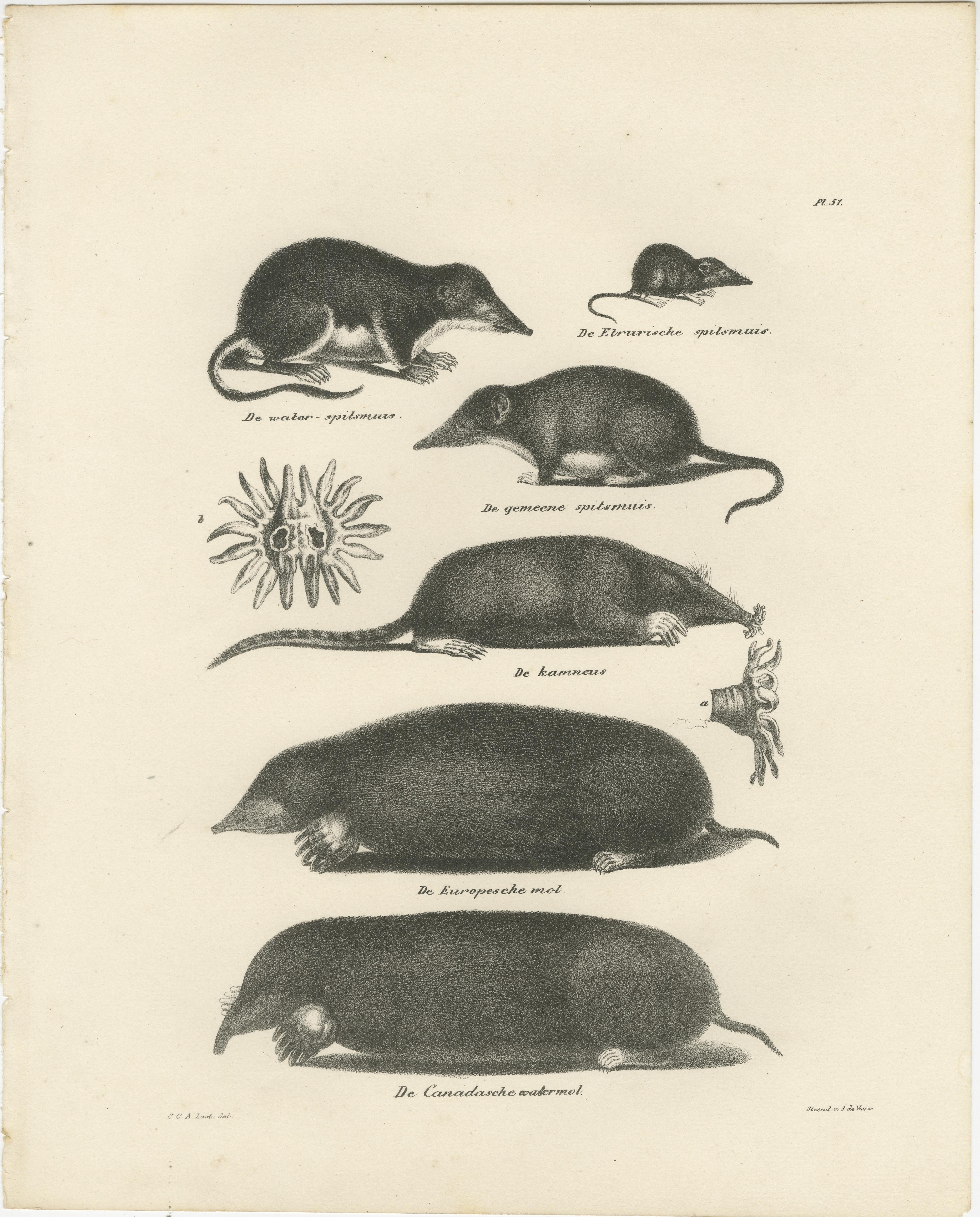 Taupes, musaraignes et mammifères fouisseurs tirés des lithographies d'histoire naturelle 