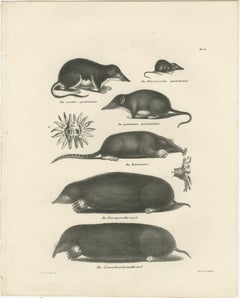 Moles, Shrews, and Burrowing Mammals from 'The Mammals' Natural History, 1836