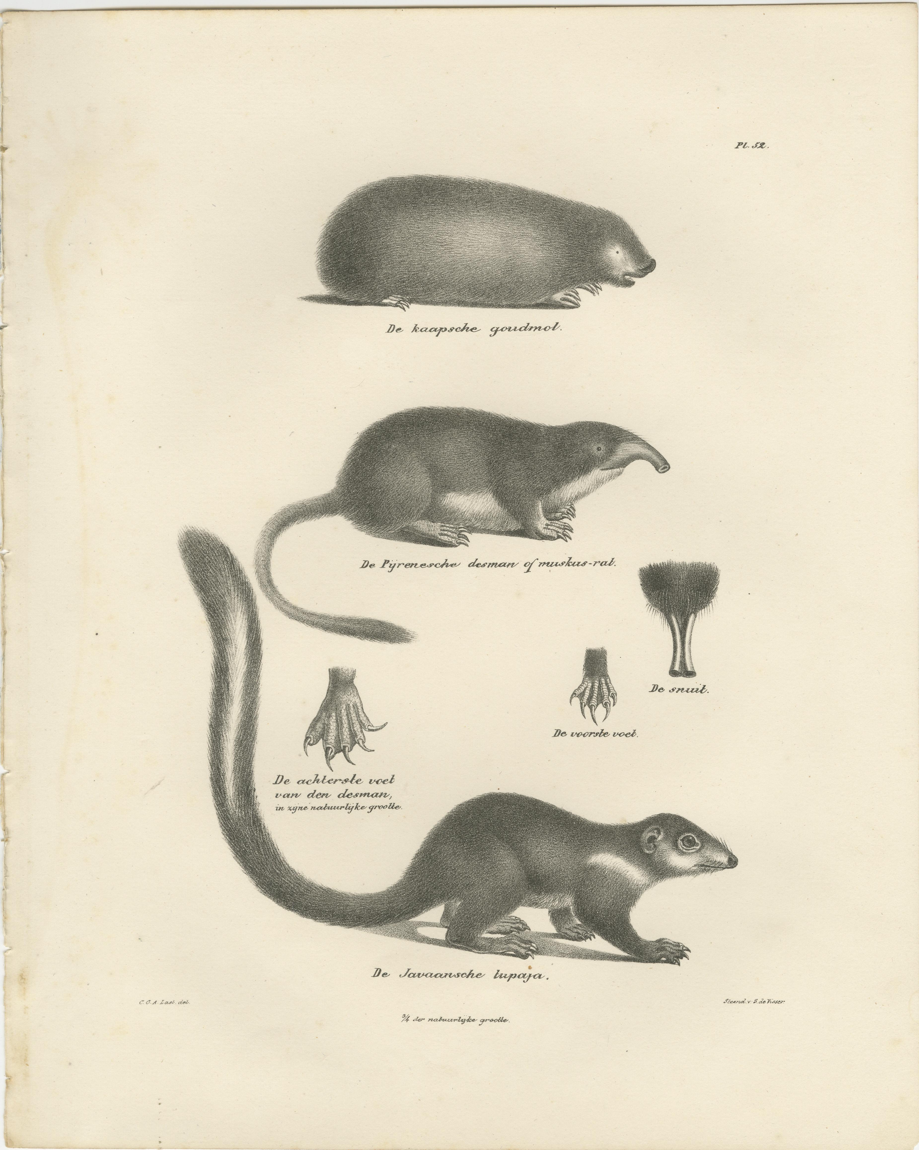 Gravé Moles, fougères et lapins qui jaillissent de « The Mammals », 1836 en vente