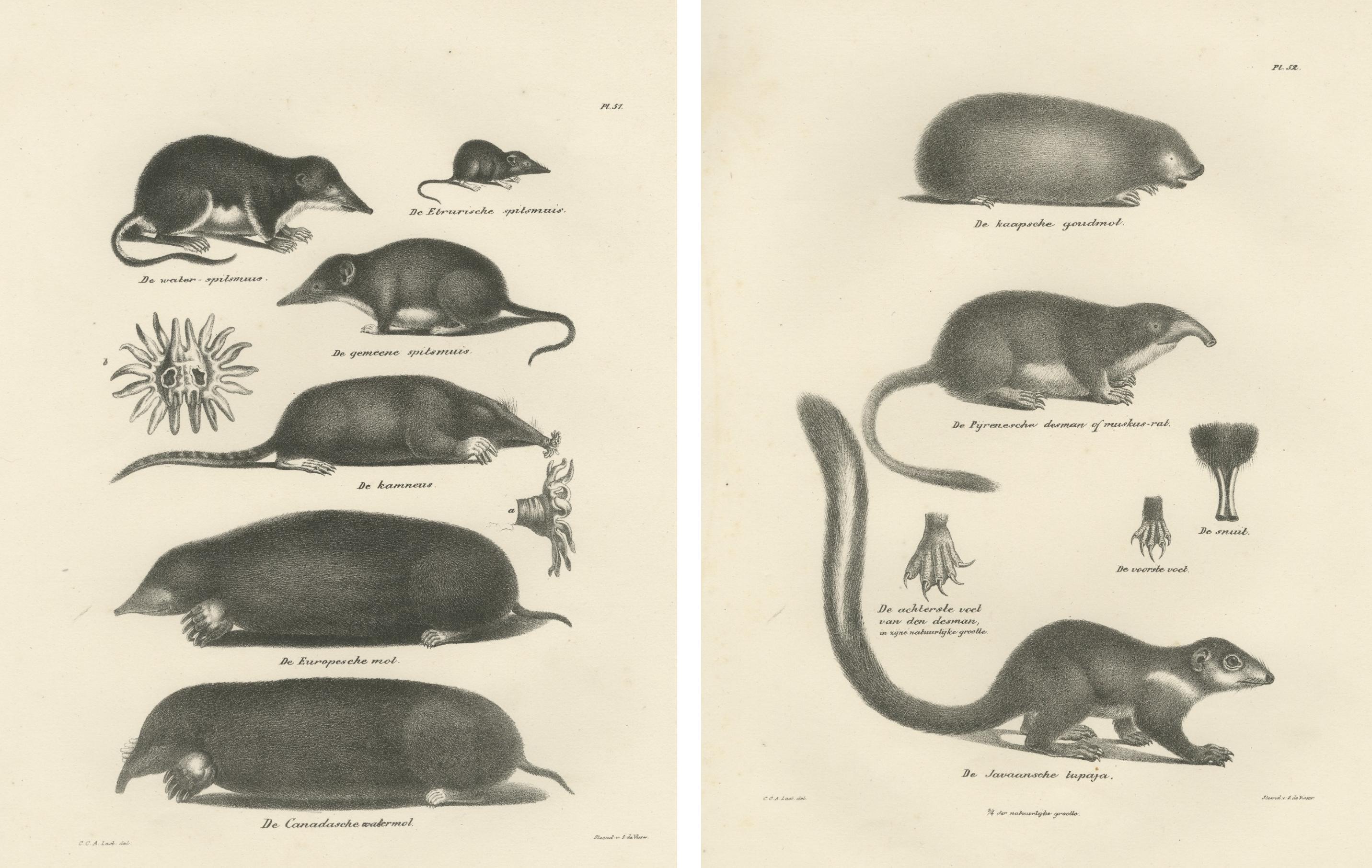 Moles, fougères et lapins qui jaillissent de « The Mammals », 1836 Bon état - En vente à Langweer, NL