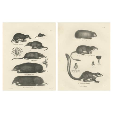 Moles, Shrews, and Burrowing Mammals from 'The Mammals' Natural History, 1836