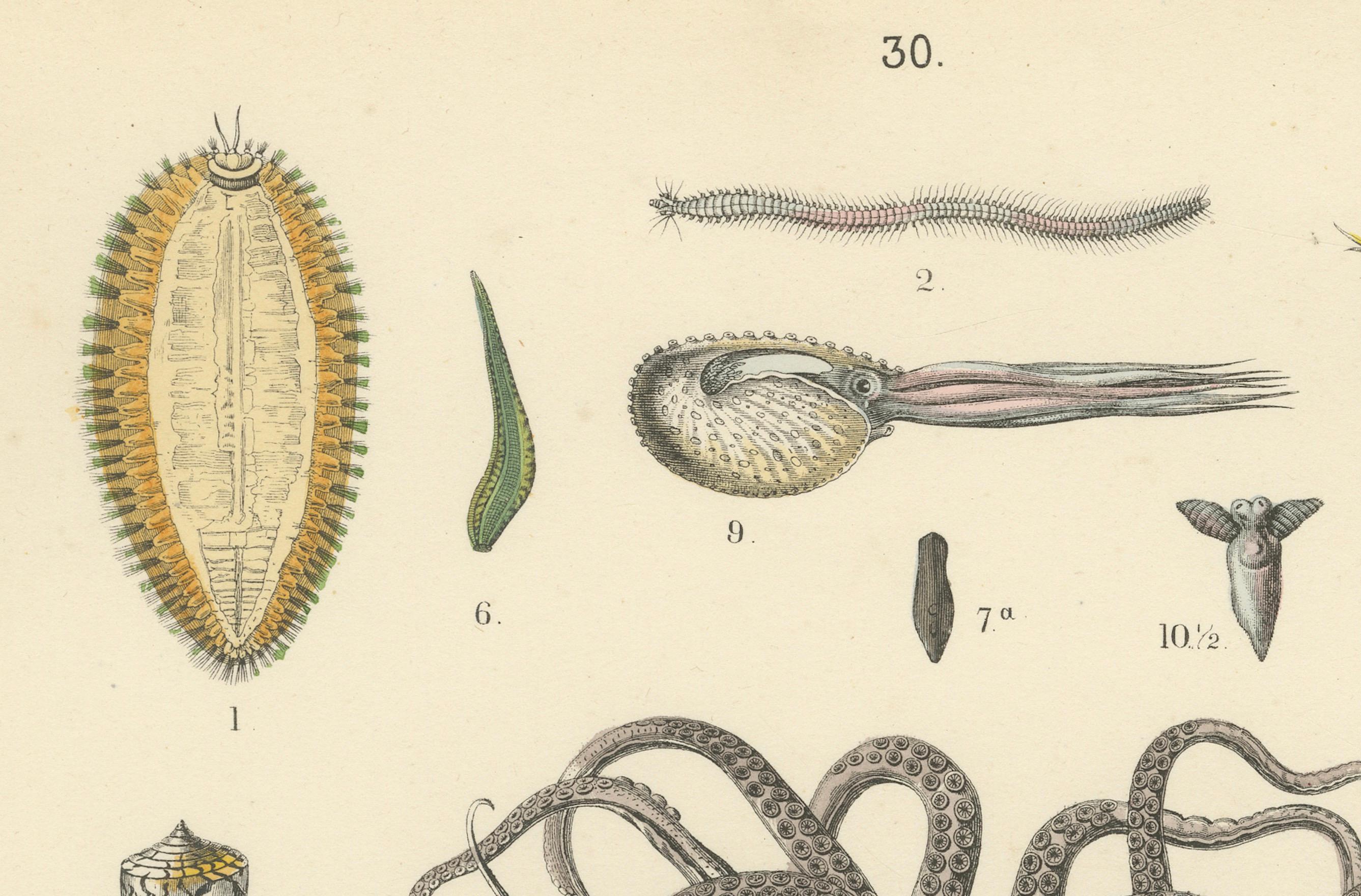 Molluscs & Marine Invertebrates Print: Octopus, Slug, Snails, Conch – Antique 1867

This detailed antique print depicts a wide range of molluscs and marine invertebrates, including octopus, squid, slugs, snails, conch, and sea cucumbers, rendered in