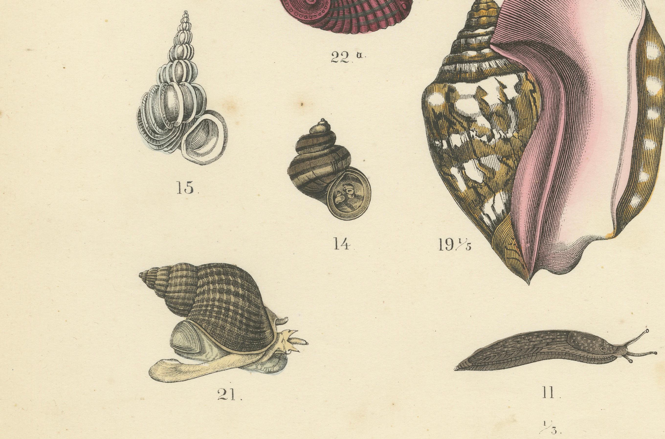Molluscs & Marine Invertebrates Print: Octopus, Slug, Snails, Conch – 1867 In Good Condition For Sale In Langweer, NL
