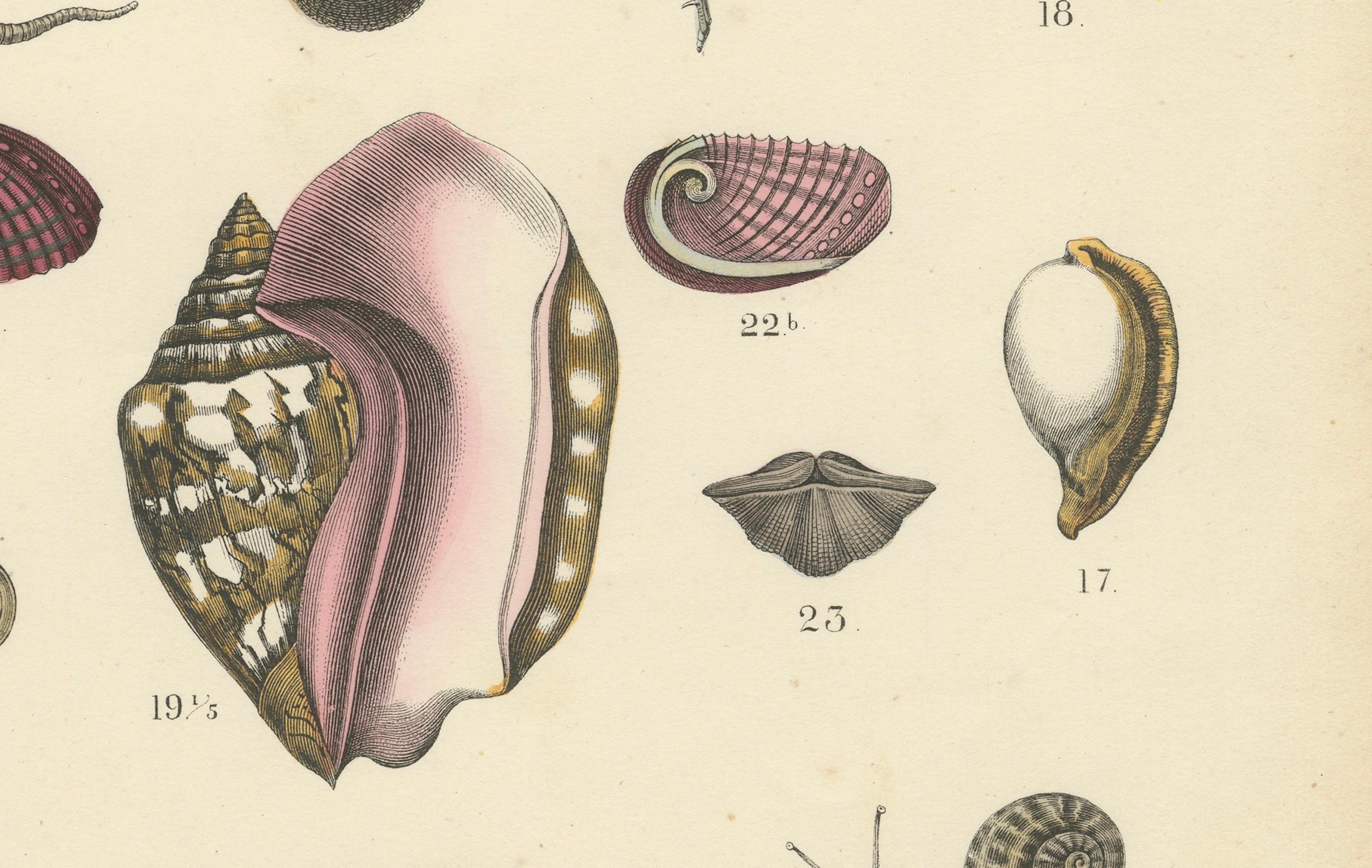 Mid-19th Century Molluscs & Marine Invertebrates Print: Octopus, Slug, Snails, Conch – 1867 For Sale