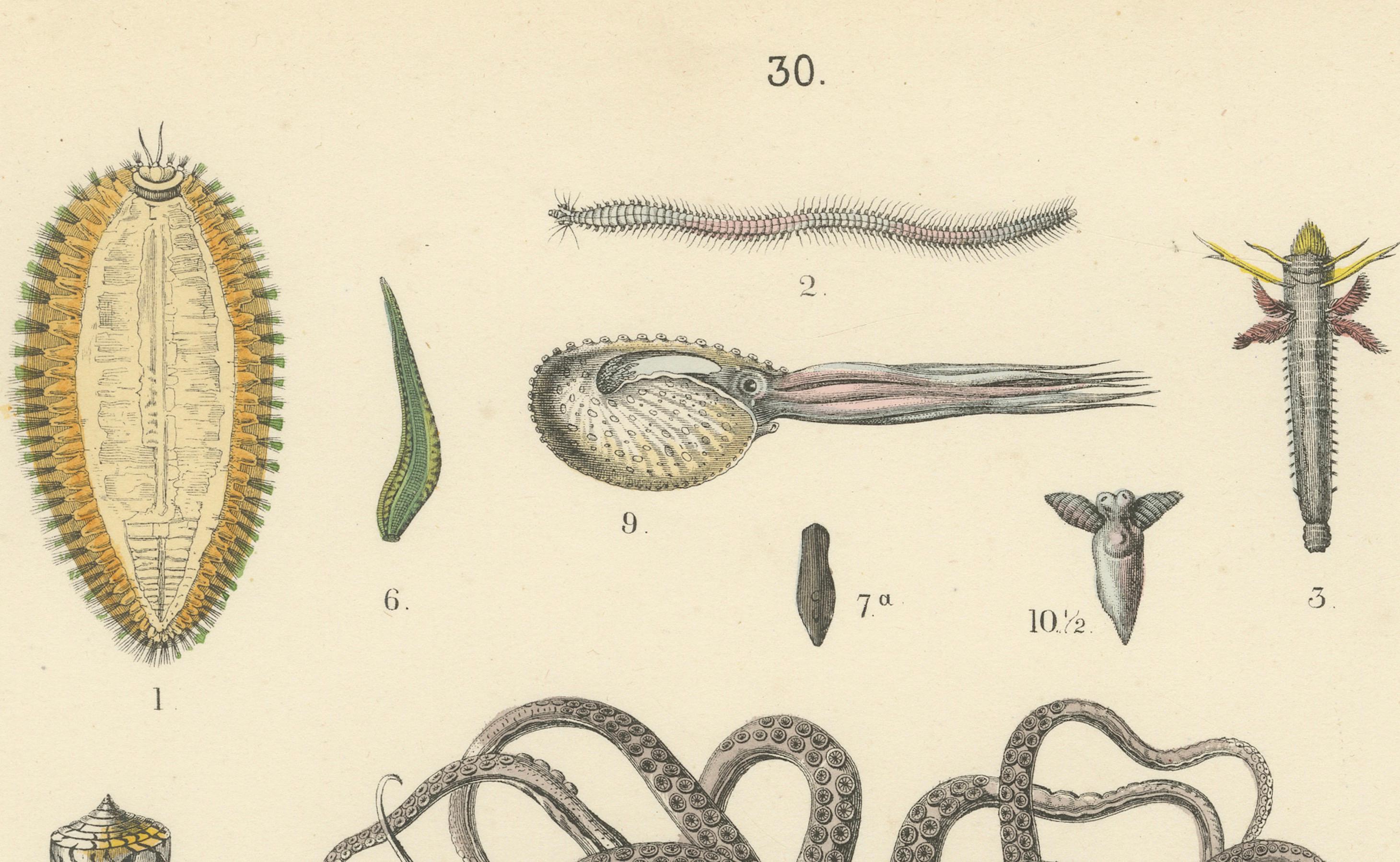 Paper Molluscs & Marine Invertebrates Print: Octopus, Slug, Snails, Conch – 1867 For Sale