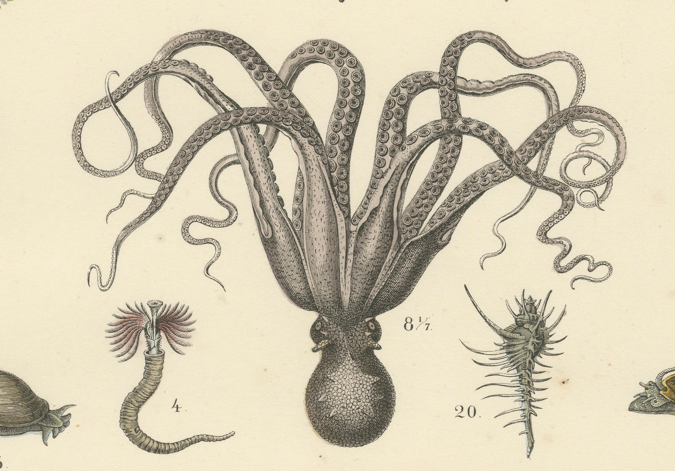 Molluscs & Marine Invertebrates Print: Octopus, Slug, Snails, Conch – 1867 For Sale 1