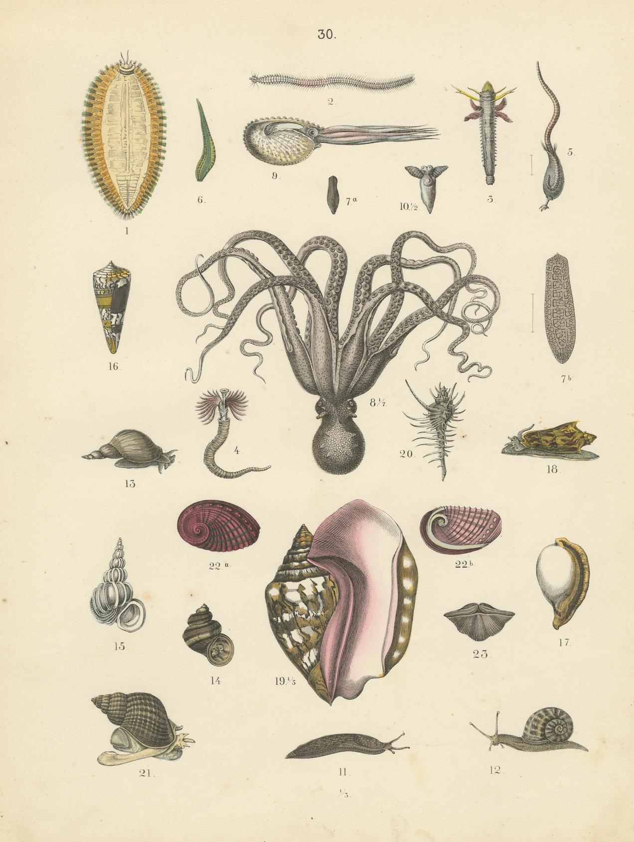 Molluscs & Marine Invertebrates Print: Octopus, Slug, Snails, Conch – 1867 For Sale 2
