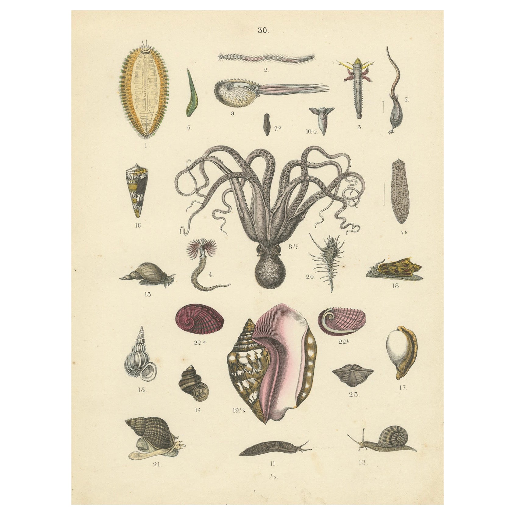 Molluscs & Marine Invertebrates Print: Octopus, Slug, Snails, Conch – 1867 For Sale