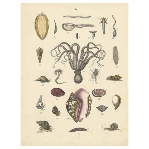 Molluscs & Marine Invertebrates Print: Octopus, Slug, Snails, Conch – 1867