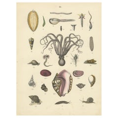 Antique Molluscs & Marine Invertebrates Print: Octopus, Slug, Snails, Conch – 1867