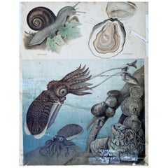 Molluscs, Vintage Wall Chart