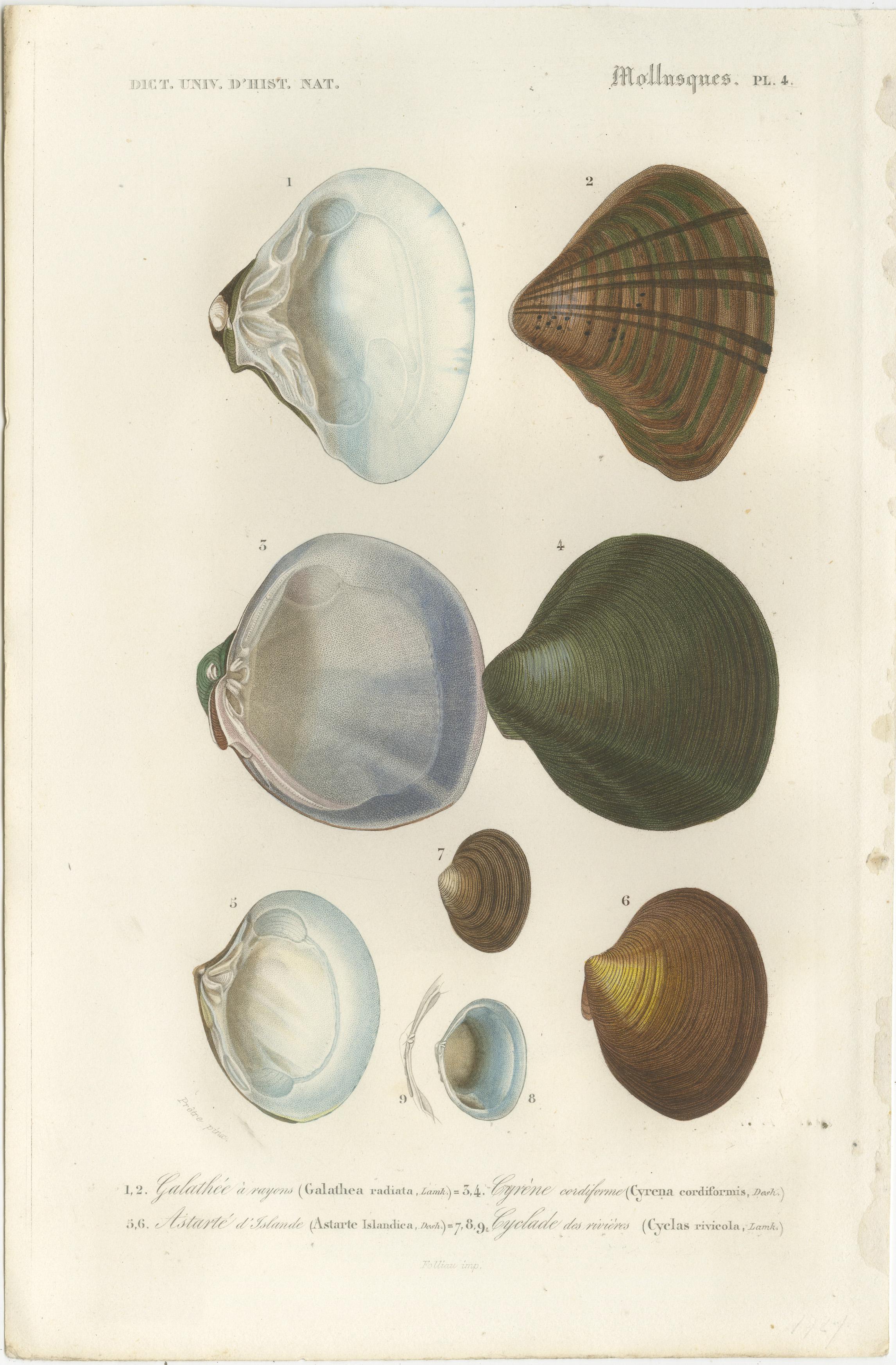 The collage features a curated selection of marine gastropods and bivalves from the 