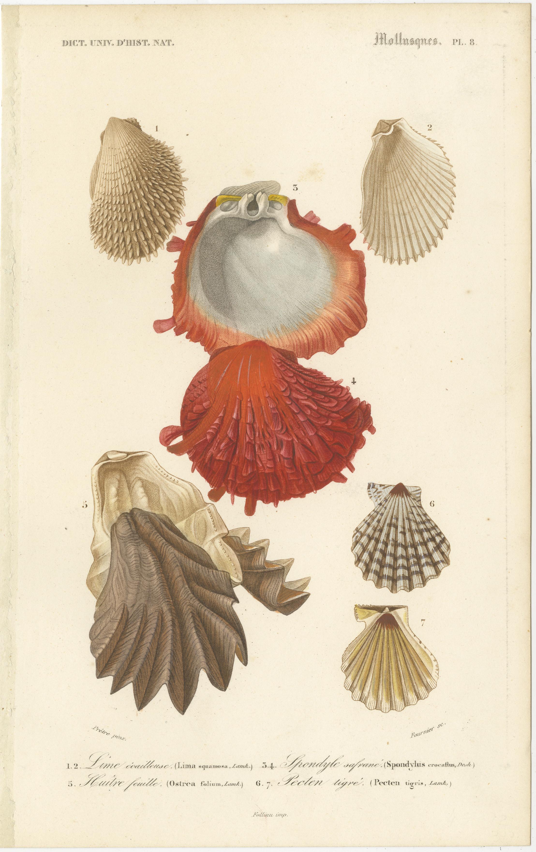 Mollusk Elegance: Original 19th-Century Scientific Illustrations In Good Condition For Sale In Langweer, NL