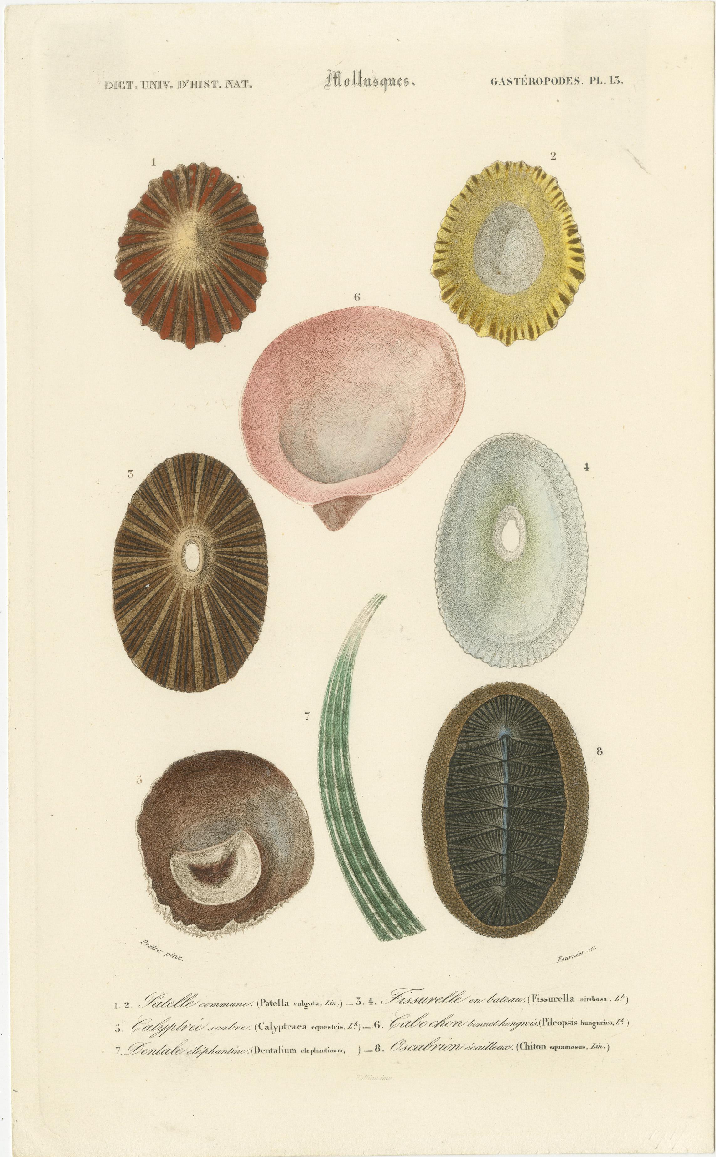 Mid-19th Century Mollusk Elegance: Original 19th-Century Scientific Illustrations For Sale