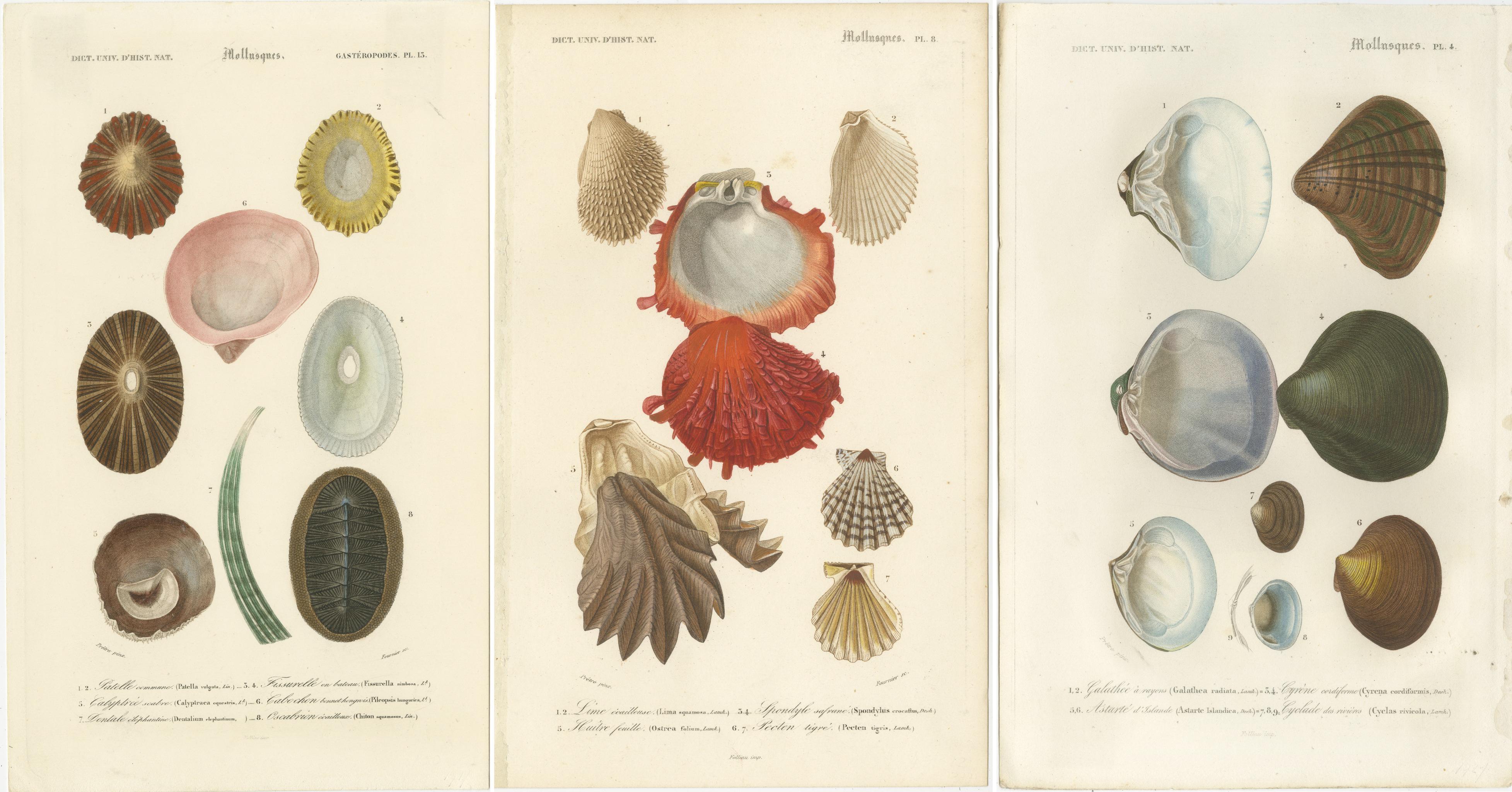Paper Mollusk Elegance: Original 19th-Century Scientific Illustrations For Sale
