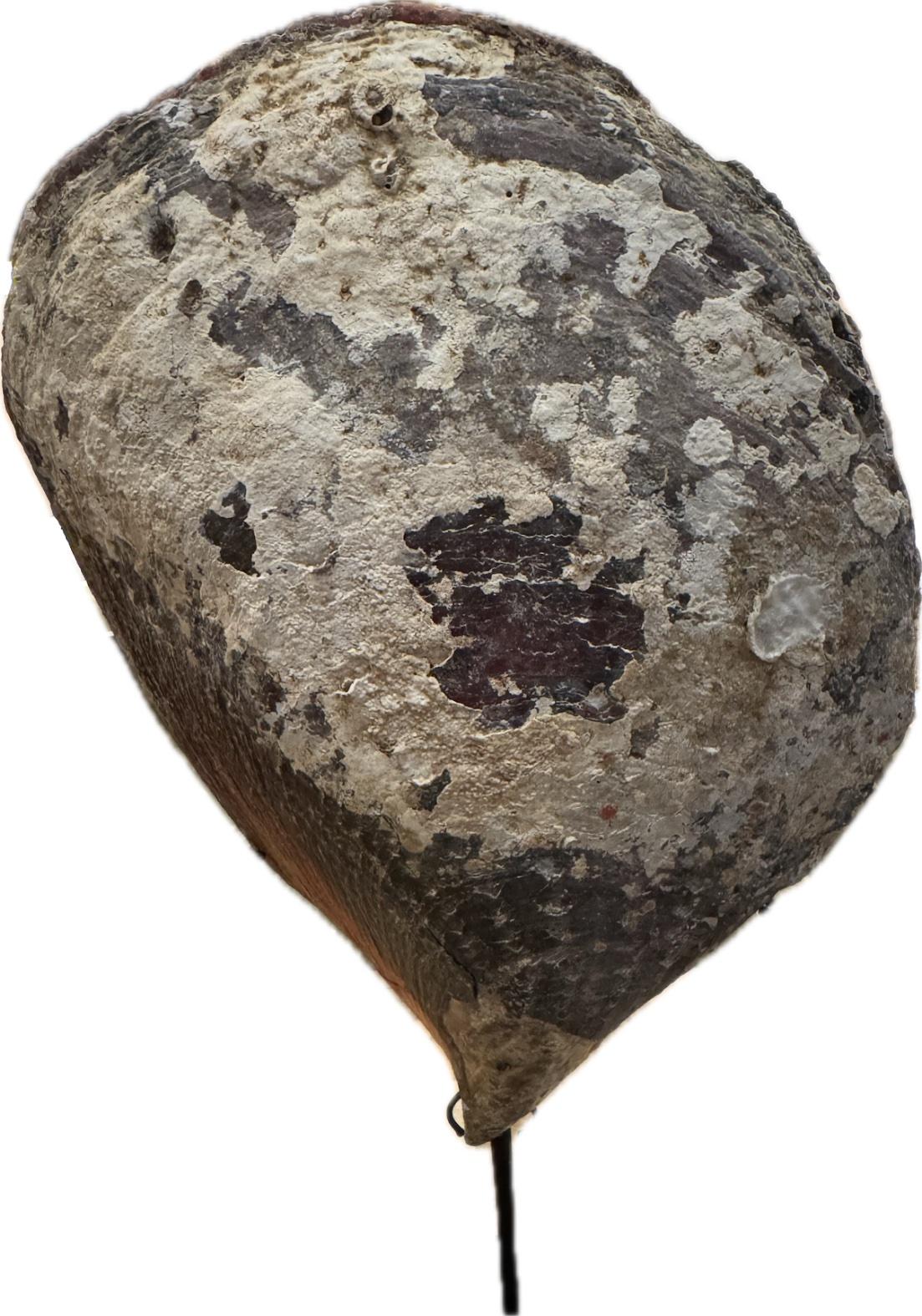 Conchiglia di mollusco indonesiana del XIX secolo su supporto.
Splendida patina naturale invecchiata dovuta alla permanenza sott'acqua per oltre 100 anni.
Il supporto misura 3,5
