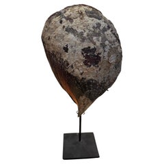 Antique Mollusk Shell Sculpture, Indonesia, 19th Century