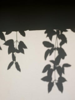 Cascade (Kings Road) - observations at the Schindler House in Los Angeles