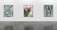 Succulents 01 - large format photograph from the series Bushes and Succulents