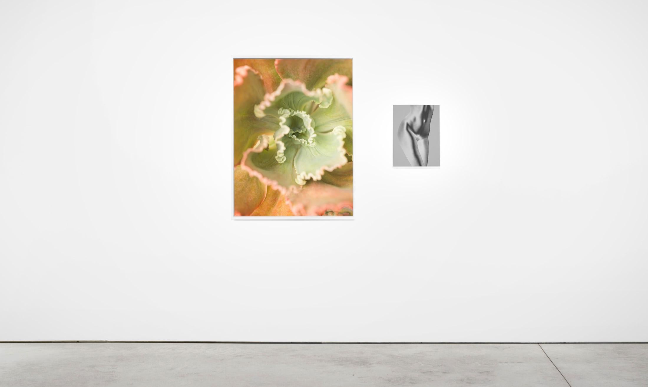 Succulents 01 – Großformatfotografie aus der Serie Bushes and Succulents (Grau), Abstract Photograph, von Mona Kuhn