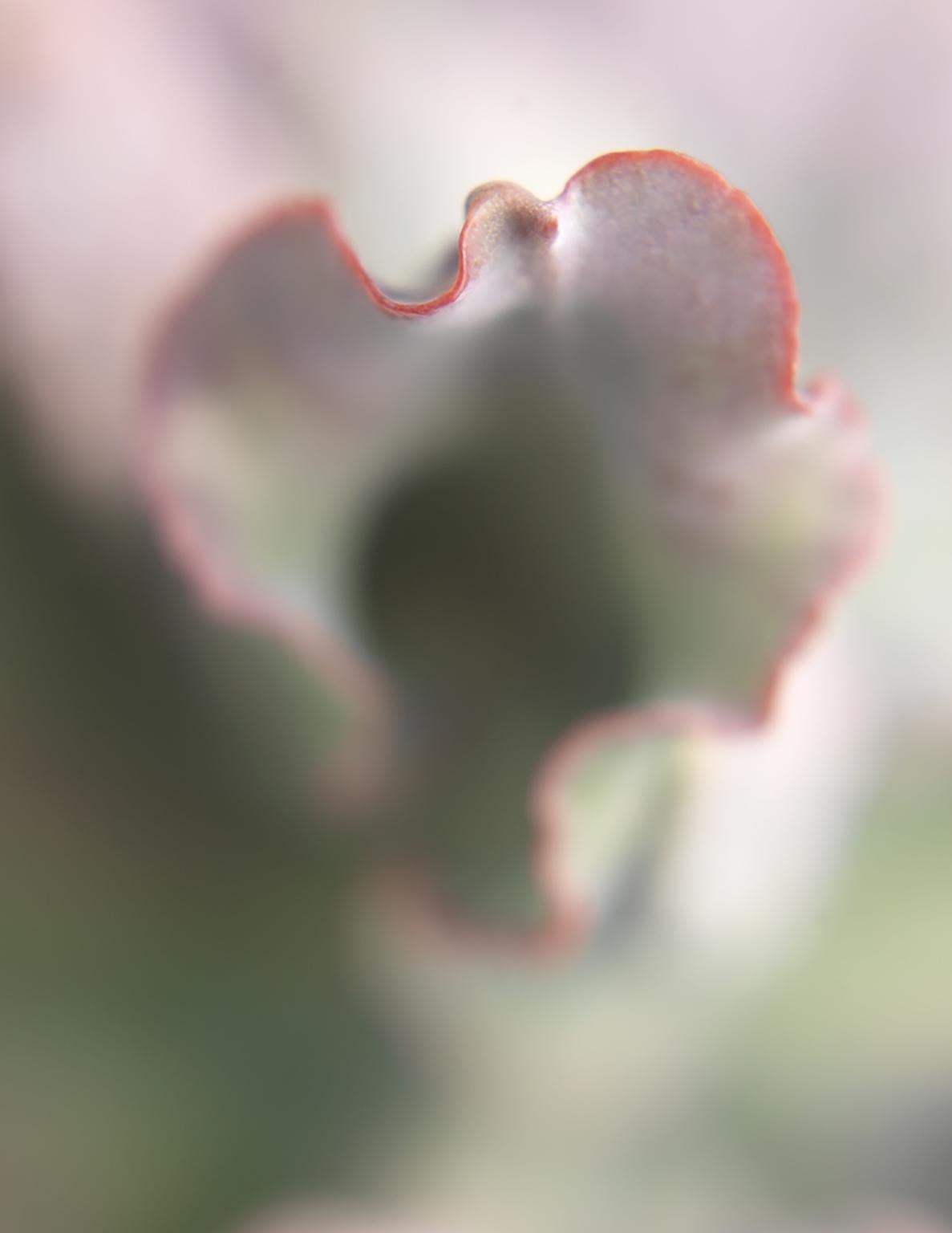 Succulents 04 - large format abstract photograph from Bushes and Succulents For Sale 1