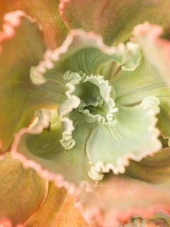 Succulents 09 – Foto im Großformat aus der Serie Bushes and Succulents