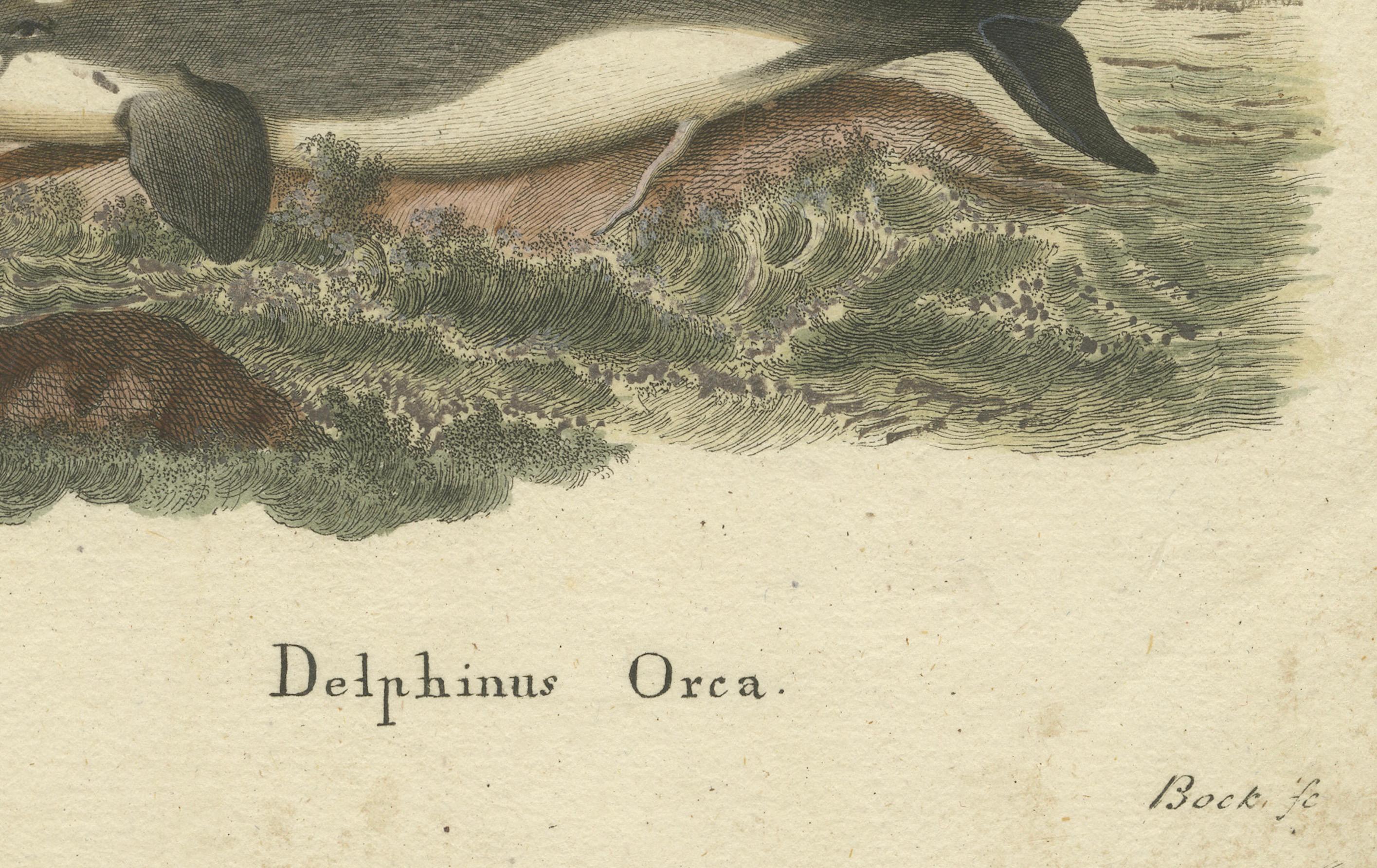 Gravé Monarch of the Depths : représentation historique de Delphinus Orca ou baleine tuée en vente