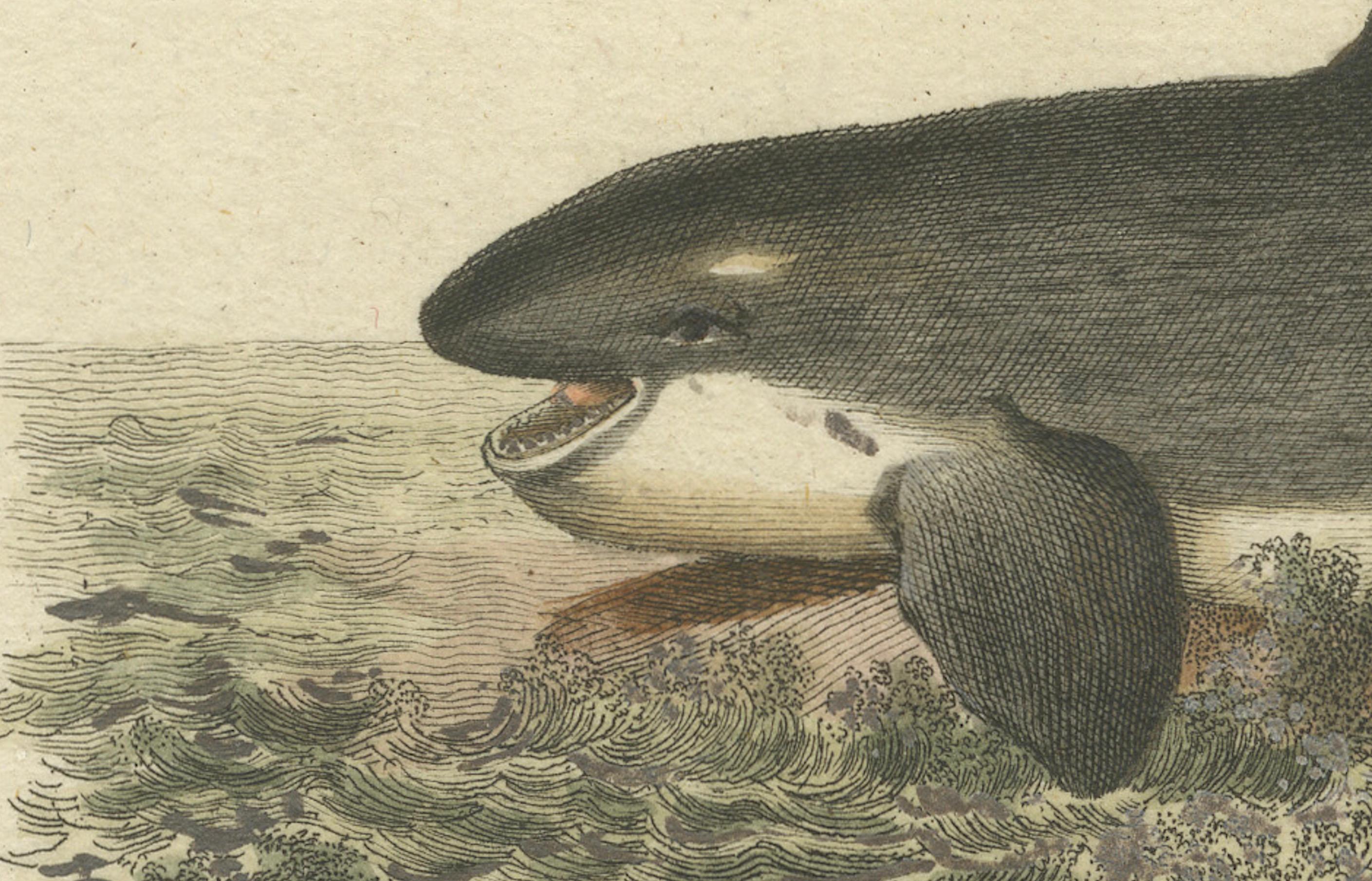 Monarch of the Depths : représentation historique de Delphinus Orca ou baleine tuée Bon état - En vente à Langweer, NL