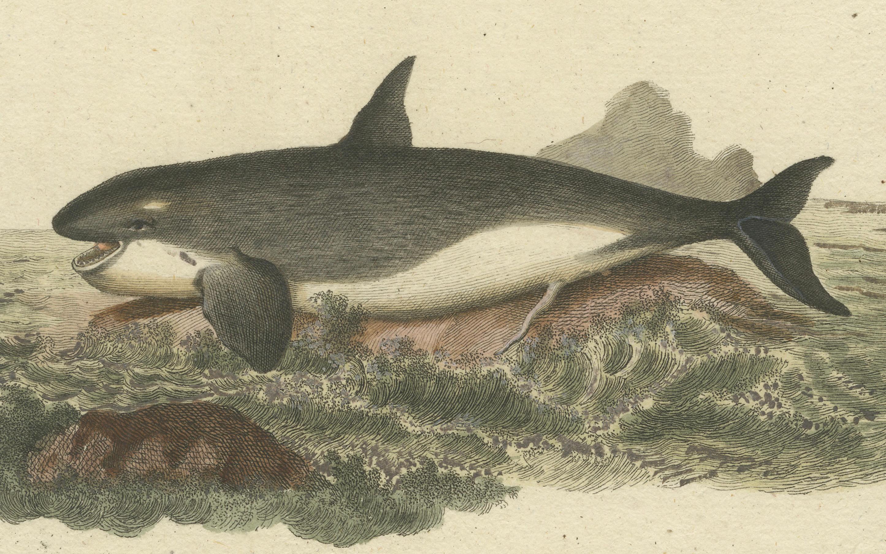 Fin du XVIIIe siècle Monarch of the Depths : représentation historique de Delphinus Orca ou baleine tuée en vente