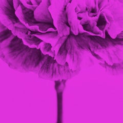 Flores de Color Magenta by Monica Sanchez-Robles
