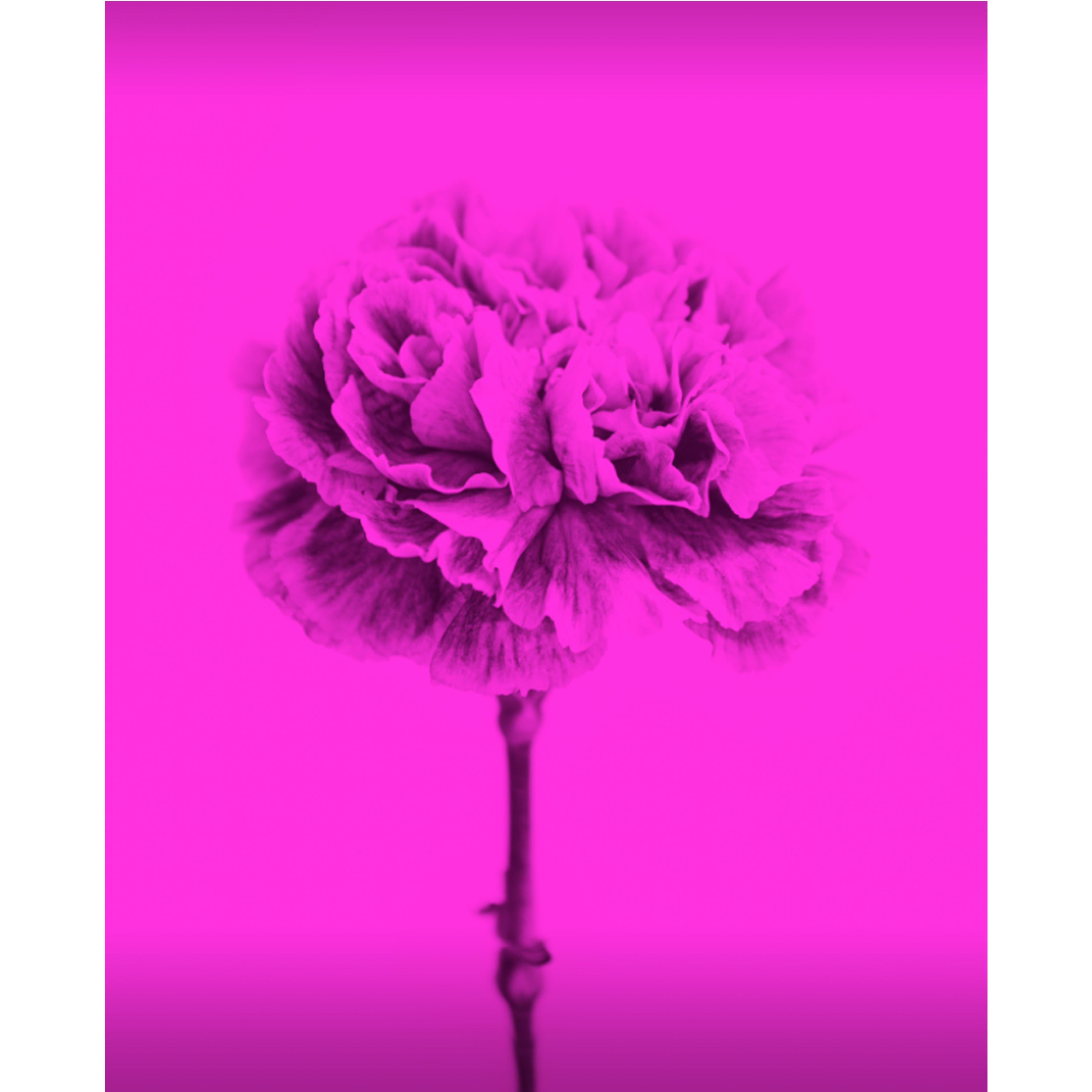 Flores de Color Magenta by Monica Sanchez-Robles