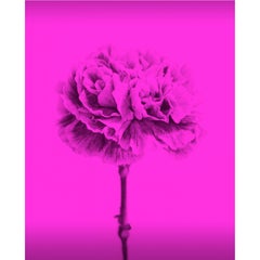 Flores de Color Magenta by Monica Sanchez-Robles