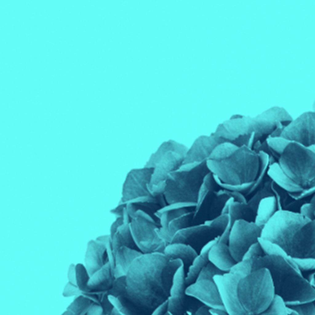 Fleurs de couleur cyan par Monica Sanchez-Robles en vente 1