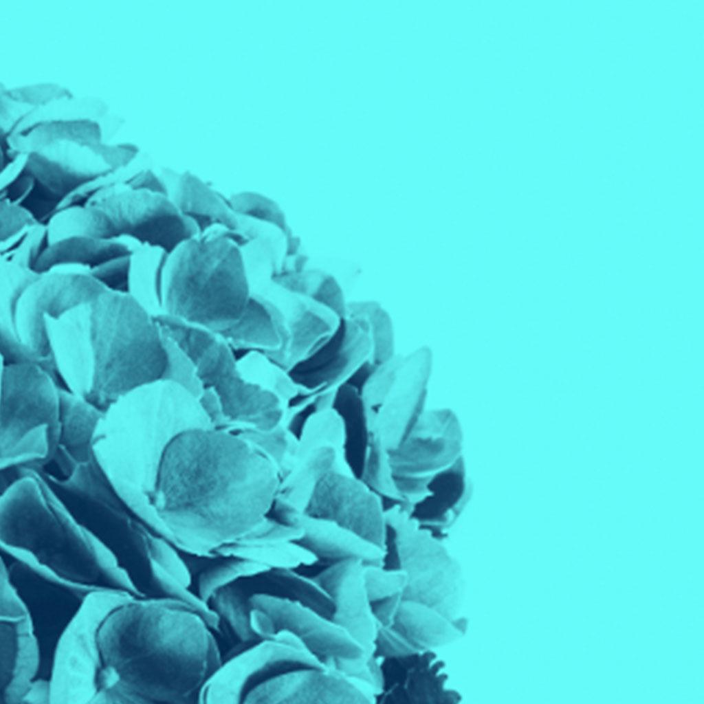 Fleurs de couleur cyan par Monica Sanchez-Robles en vente 2