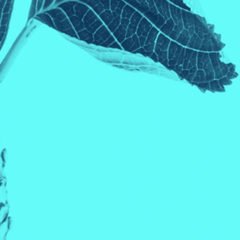 Fleurs de couleur cyan par Monica Sanchez-Robles en vente 3