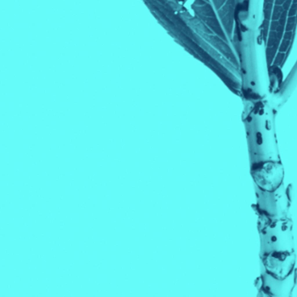 Fleurs de couleur cyan par Monica Sanchez-Robles en vente 4