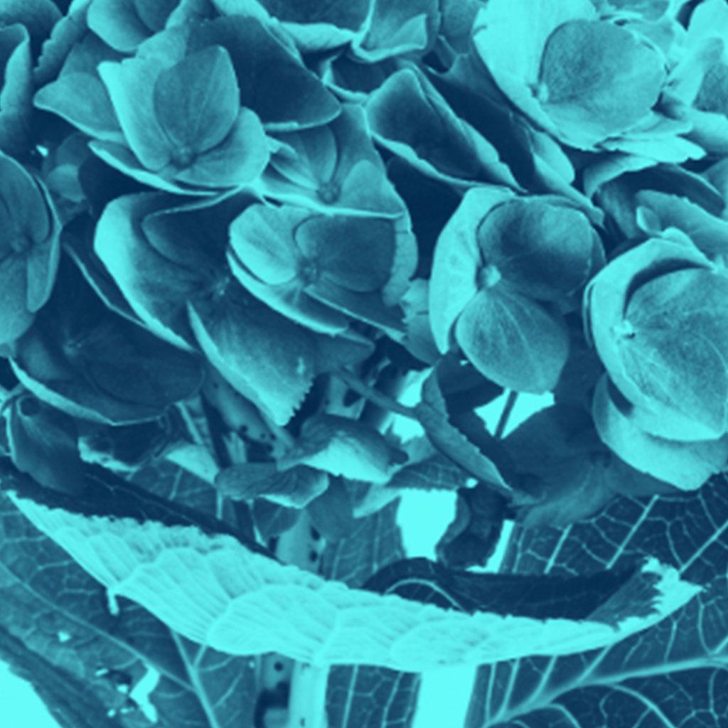 Fleurs de couleur cyan par Monica Sanchez-Robles en vente 6