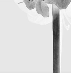 White Color Photography from Flores de Color Series by Mónica Sánchez-Robles