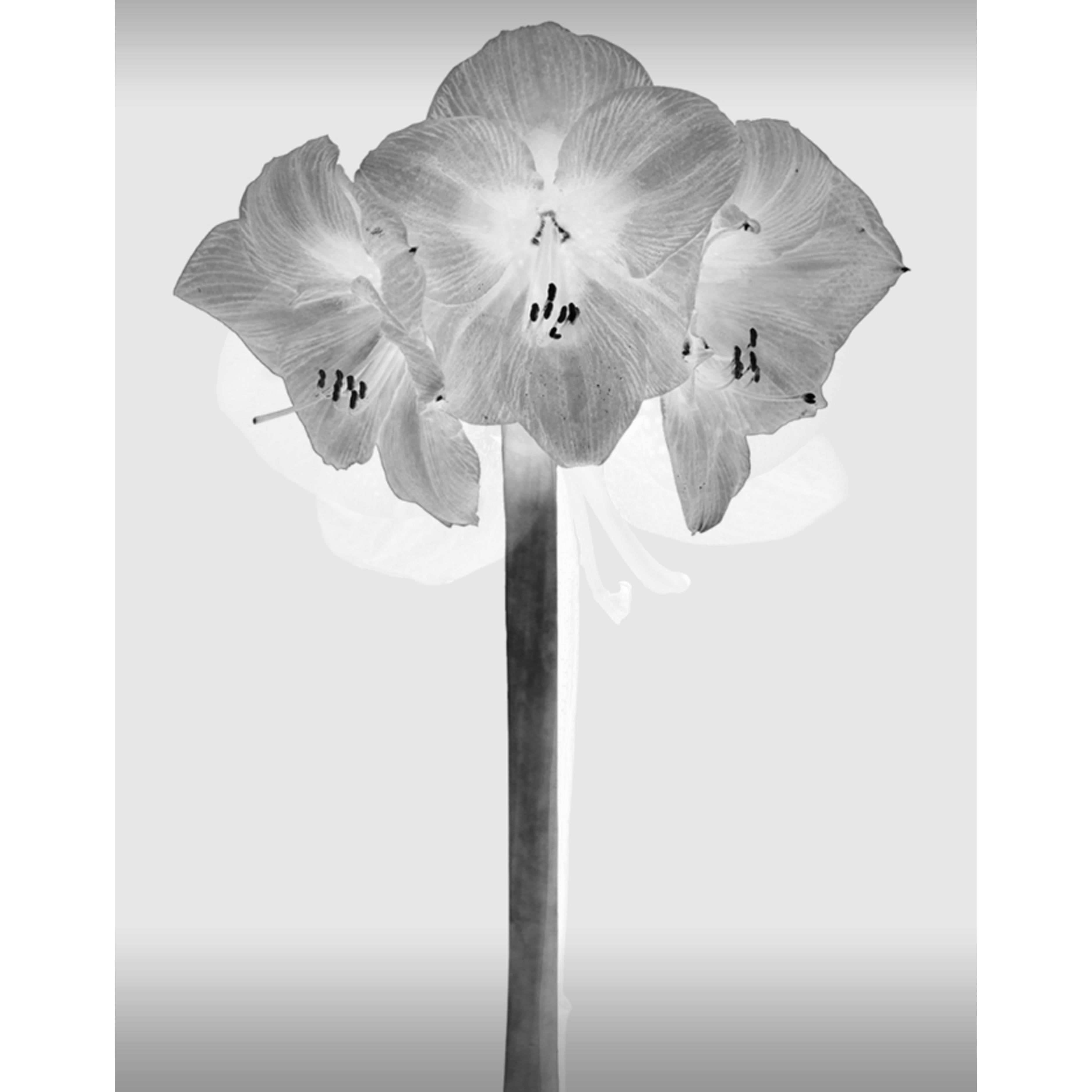 White Color Photography from Flores de Color Series by Mónica Sánchez-Robles